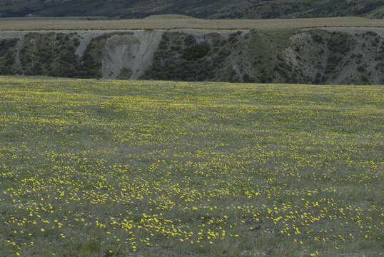 Image of Pilosella officinarum Vaill.