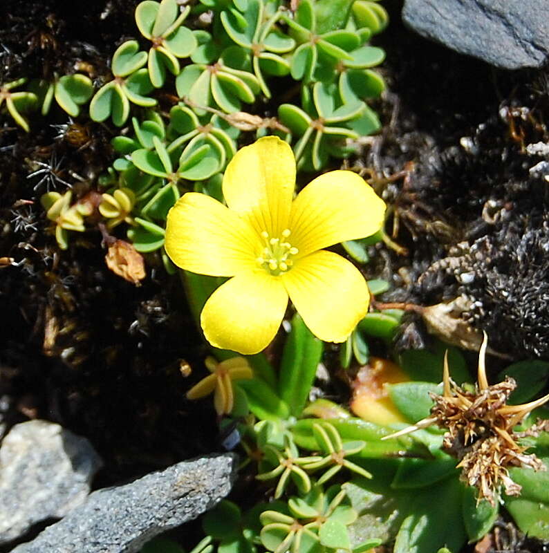 Image of Oxalis perennans Haw.