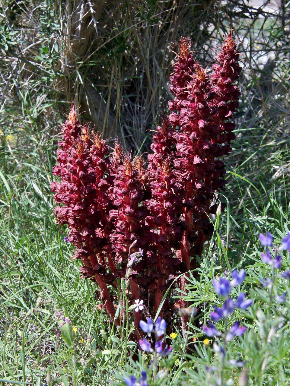 Orobanche sanguinea C. Presl的圖片