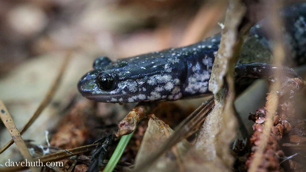 Image of Woodland salamander