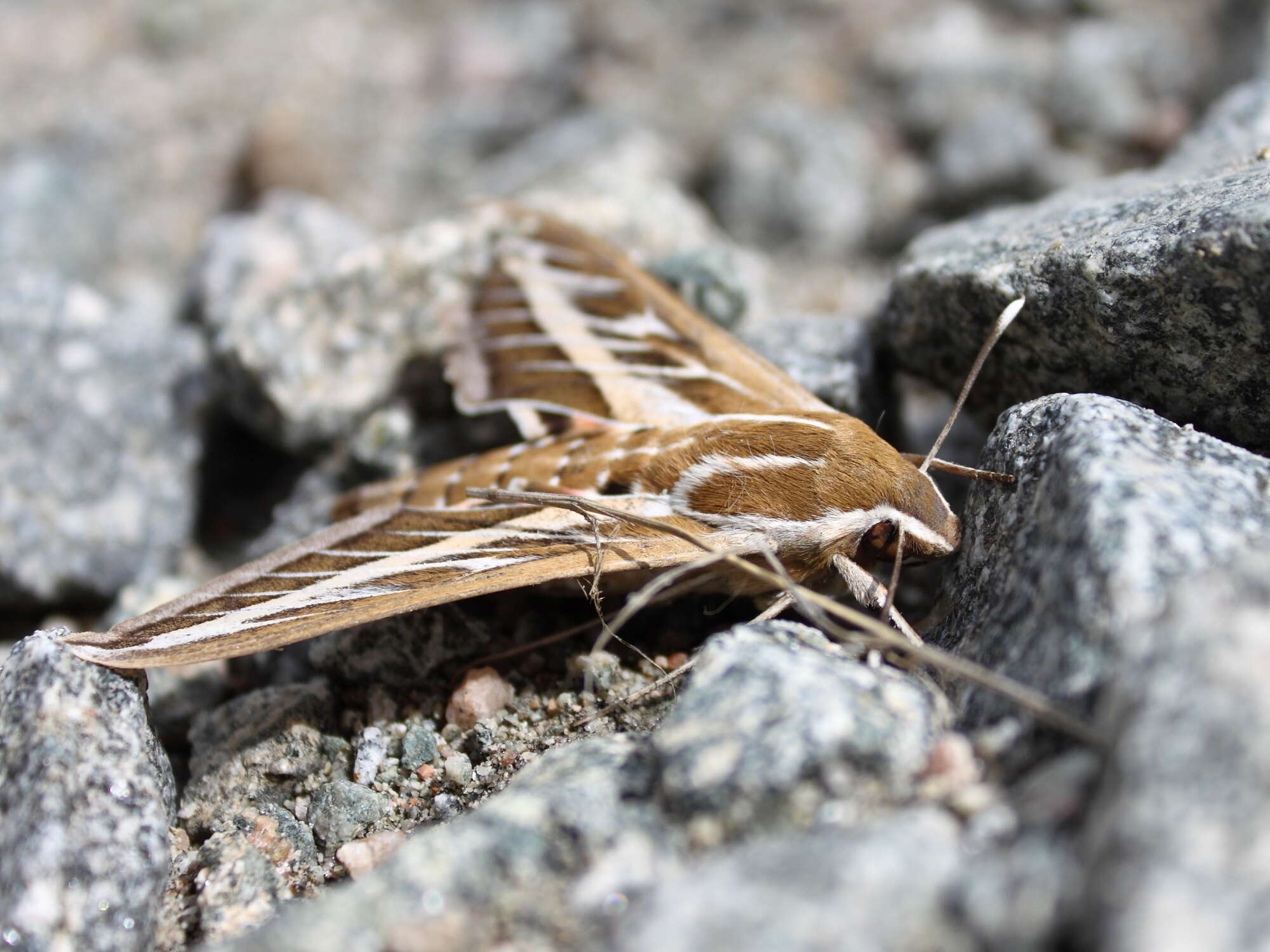 Image of striped hawk-moth