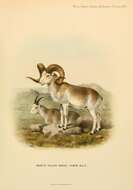 Image of argali, mouflon