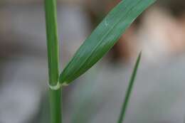 Image of ryegrass