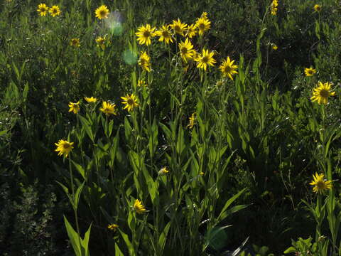 Image of helianthella