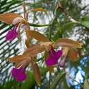 Image of Cattleya bicolor subsp. brasiliensis Fowlie