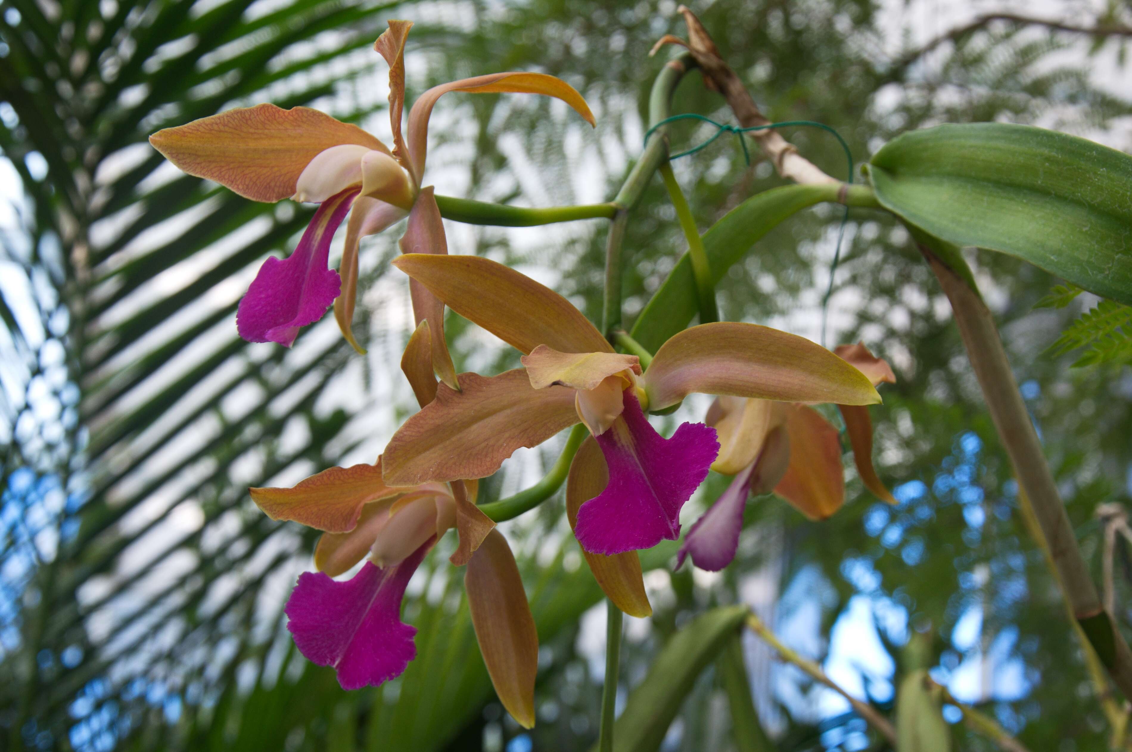 Image of Bicolored Cattleya