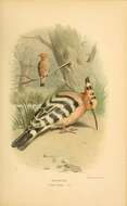 Image of hoopoes