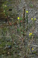 Image of Oenothera fallax Renner