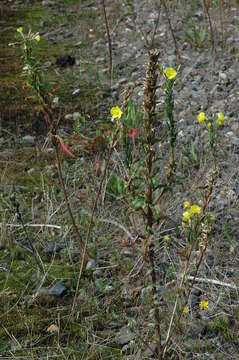 Imagem de Oenothera fallax Renner