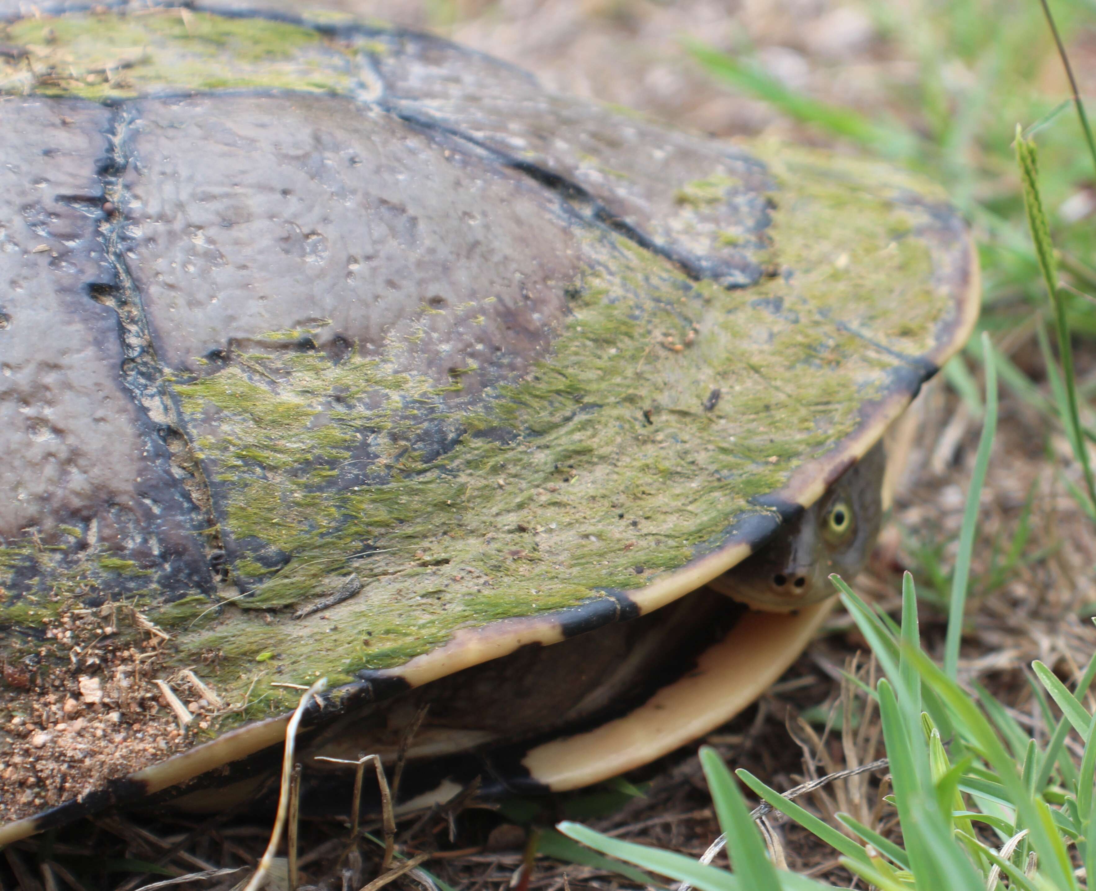 Image of Siebenrock’s Snake-necked Turtle; oblonga