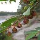 Image of Breynia oblongifolia (Müll. Arg.) Müll. Arg.