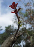 Image of poison oak