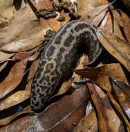 Image of keelback slugs