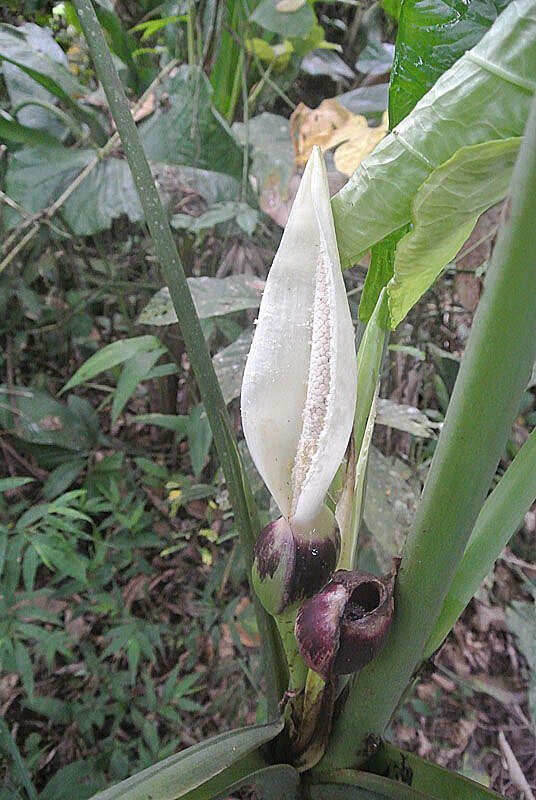 Image of elephant's ear