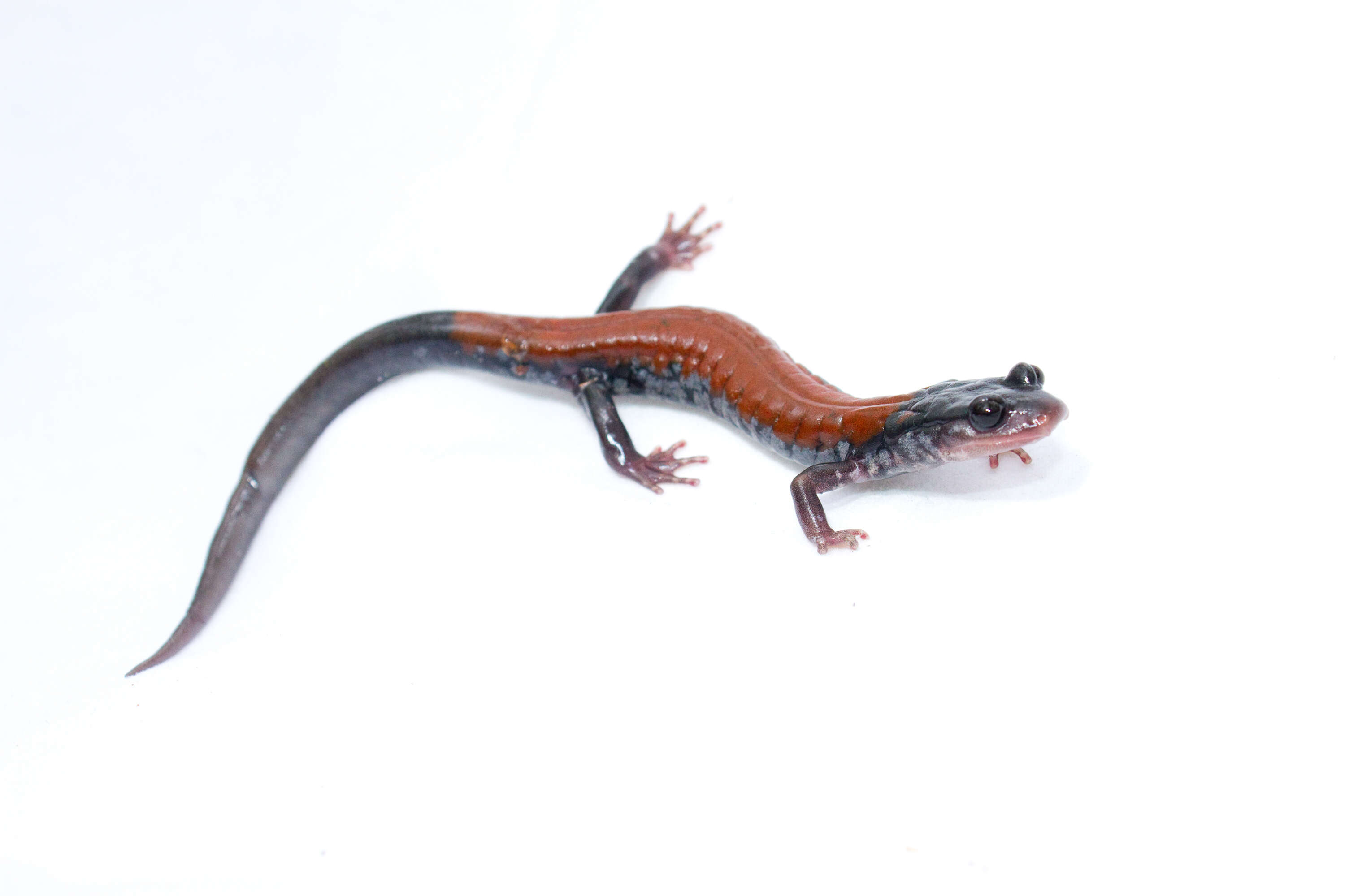 Image of Woodland salamander