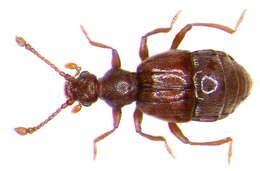 Image of Reichenbachia