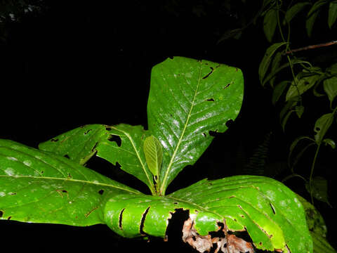 Plancia ëd Ocotea rivularis Standley & L. O. Williams