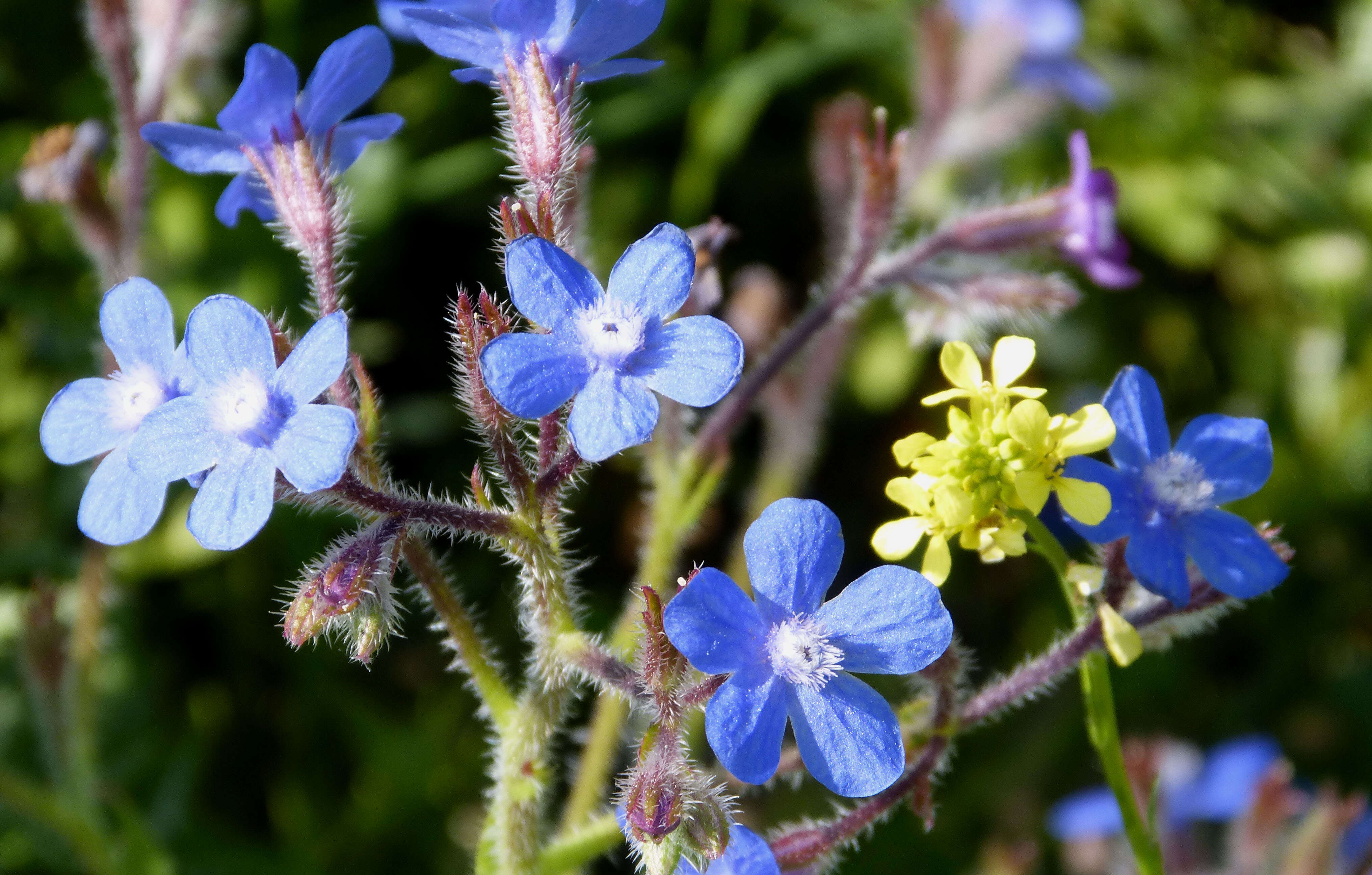 Image of bugloss