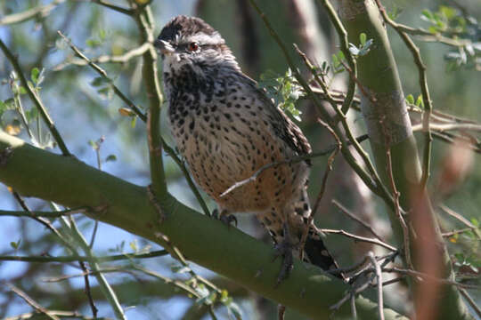 Imagem de Campylorhynchus brunneicapillus (Lafresnaye 1835)