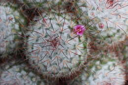 Image of Mammillaria bombycina Quehl