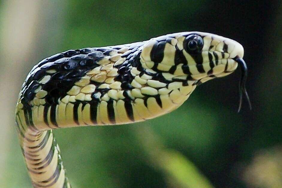 Image of Chicken Snake