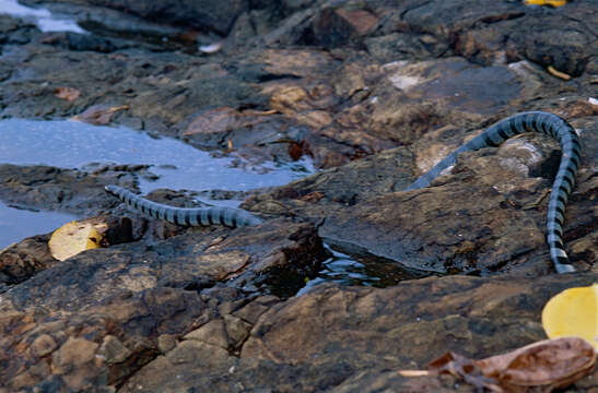 Image of Banded sea krait