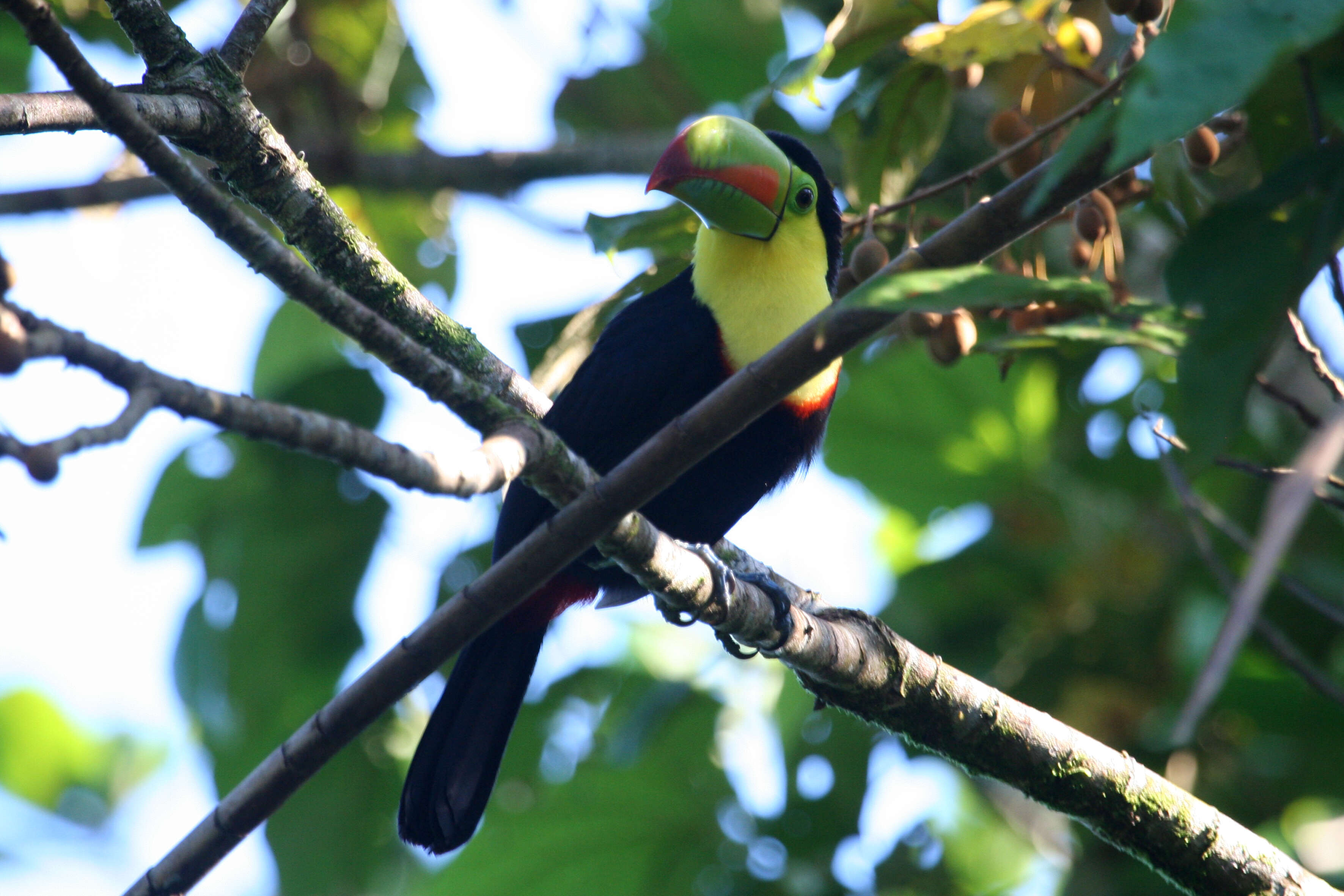 Image of Toucan Sp.