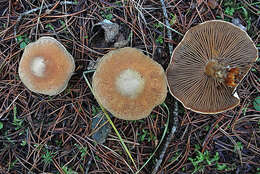 Plancia ëd Inocybe albodisca Peck 1898