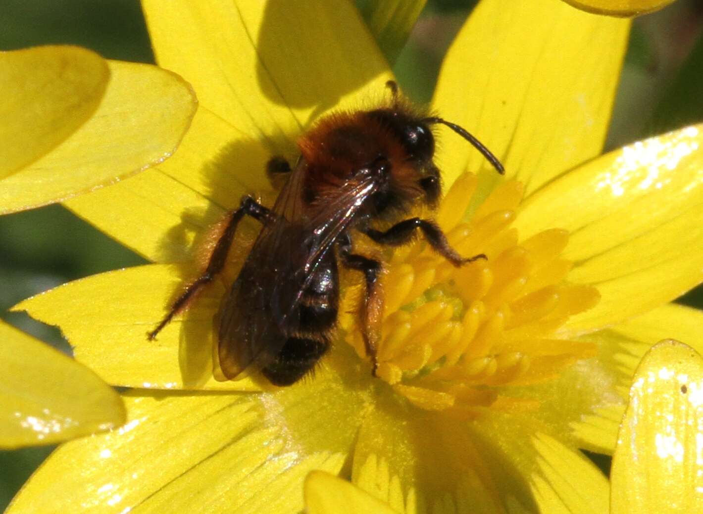 Image of Andrena bicolor Fabricius 1775