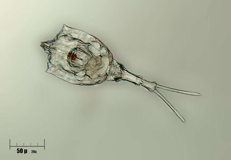 Image of Trichotriidae