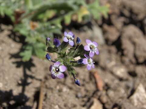 Image of Nevada gilia