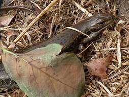 Image of water skink