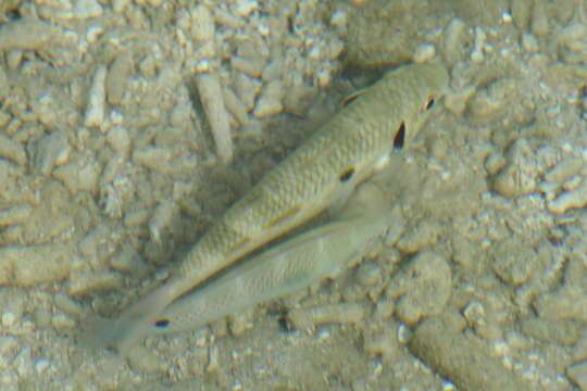 Image of Yellowstripe goatfish