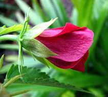 Image of Brazilian rosemallow