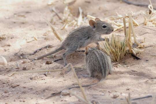 صورة Rhabdomys Thomas 1916