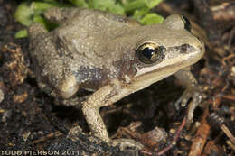 Image of Chorus Frogs