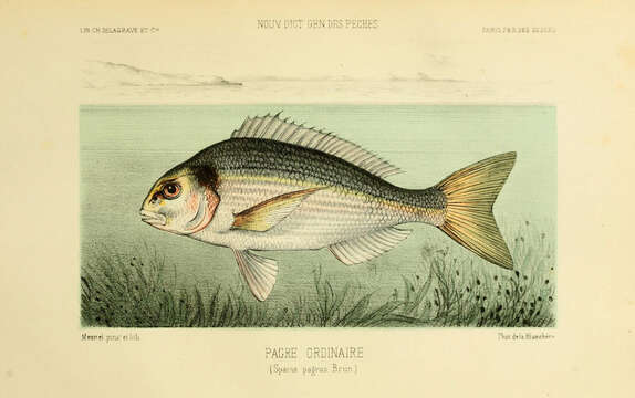 Image of Pagrus