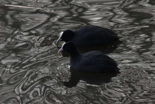 Image of Common Coot