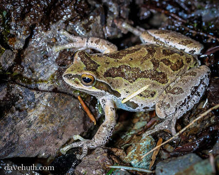 Image of Northern Pacific Treefrog