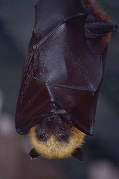 Image of Madagascan Flying Fox