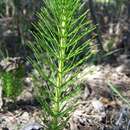 Image of Great Horsetail