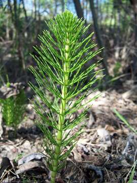 Image of Great Horsetail