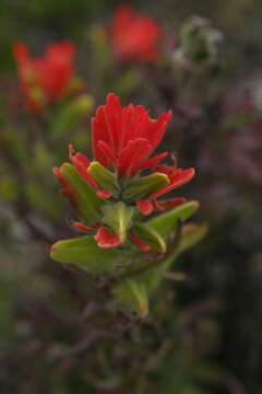 Image of Castilleja pumila (Benth.) Weddell