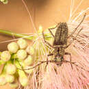 Image of Spined Oak Borer