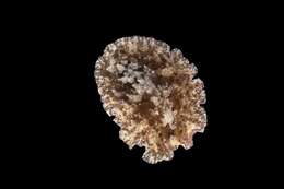 Image of Platyhelminthes