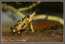 Image of harlequin frogs