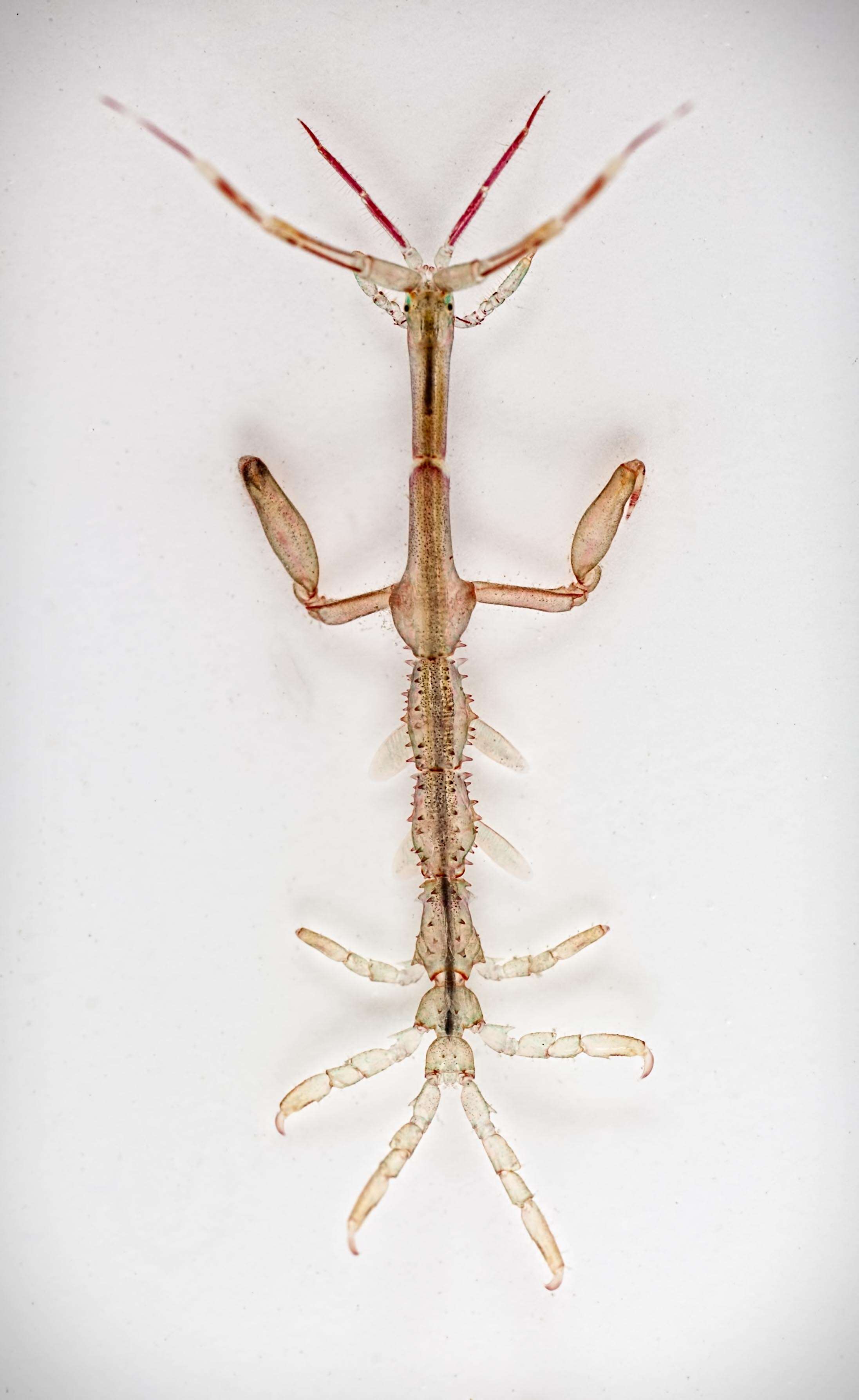 Image of Japanese skeleton shrimp