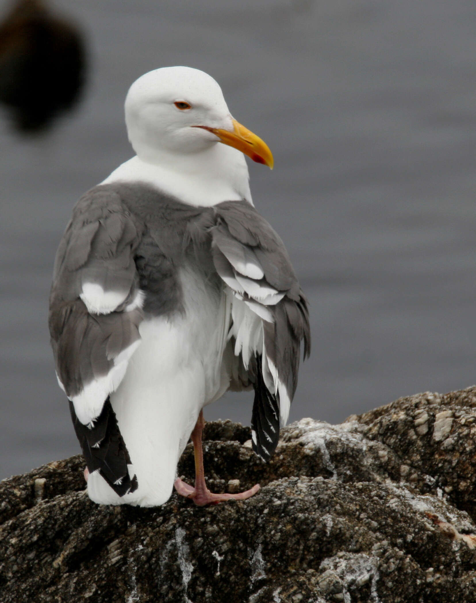 Image of Western Gull