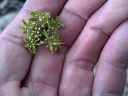 Image of Indian parsley