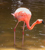 Imagem de Phoenicopterus ruber Linnaeus 1758